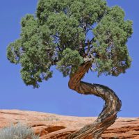 Tree_Canyonlands_National_Park_edit2