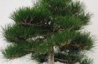Thông Đen Nhật-OtaForm!  Một trong những cây sẽ thuộc về lịch sử Bonsai tại Hoa Kỳ!