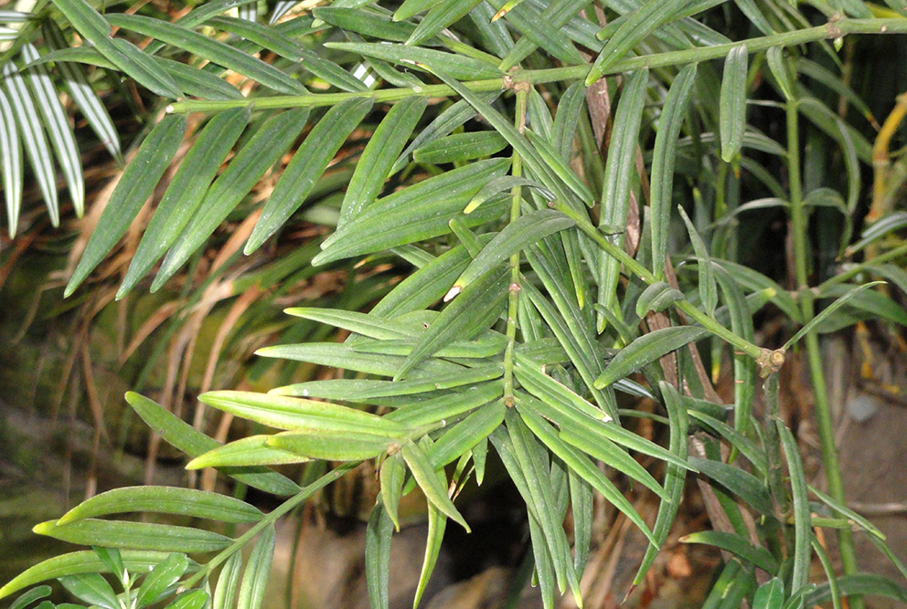 Amentotaxus yunnanensis H.L.Li