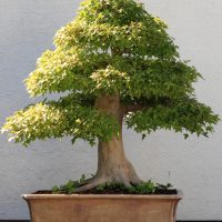 Small Leaf Trident Maple