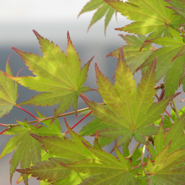 sodo-no-uchi-leaves