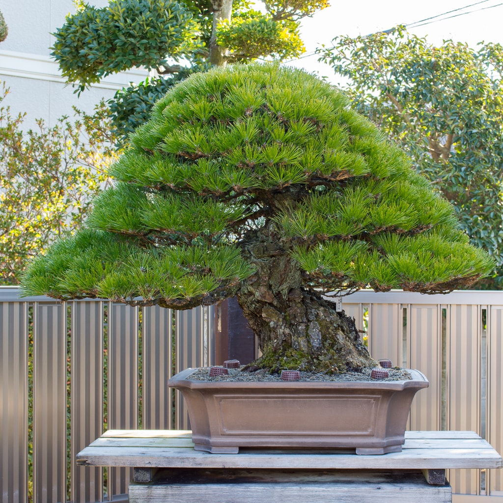 Thông Đen Nhật - Japanese Black pine