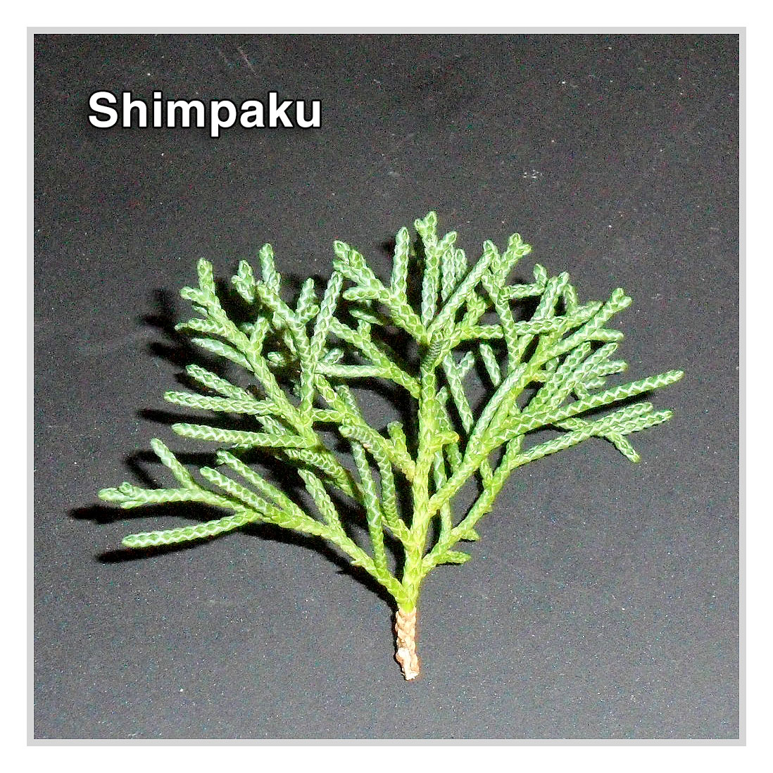 shimpaku