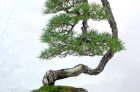 Dáng Thông Văn Nhân (Bunjin Pine) – Phần 1