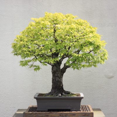 zelkova-bonsai-tree