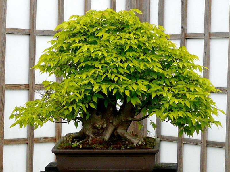 zelkova-bonsai