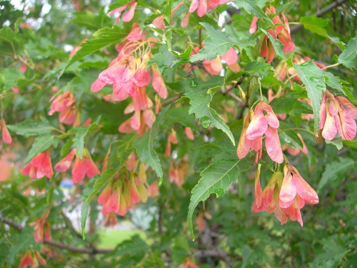 acer-tataricum-tatarian-maple-30-seedsunusual-tree