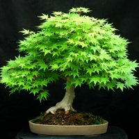 61e87d5715cfb8310c9f8b882bc40dbb--bonsai-garden-bonsai-art