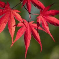 Japanese_Maple_Small_Seeded