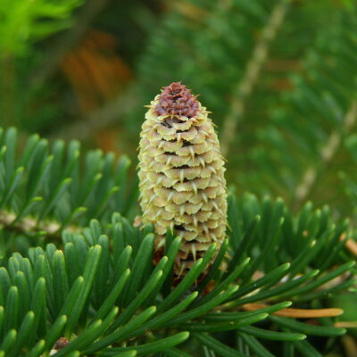 1280px-Abies_fraseri_cone
