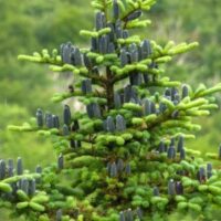 black-cones-of-balsam-fir-tree-400x300